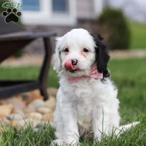 Molly, Cavapoo Puppy